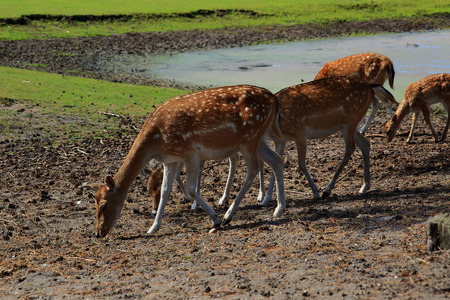 four female Sika deer with cub walkingの写真素材