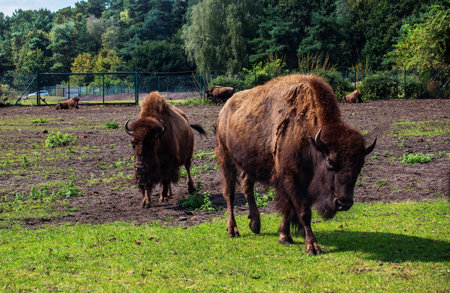 pair of adult brown Buffalo goes from grassland,Safari Park Germany