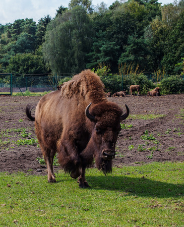 portrait of an adult bison on pasture in the outdoor aviaryの写真素材