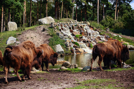 flock of brown bison at a homemade watering at the zooの写真素材