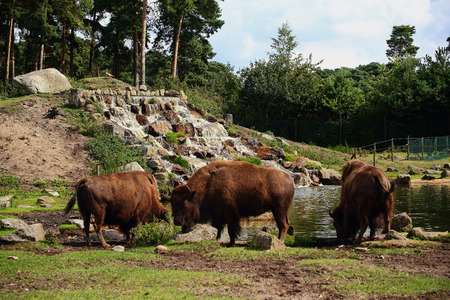 flock of brown bison at a homemade watering at the zooの写真素材