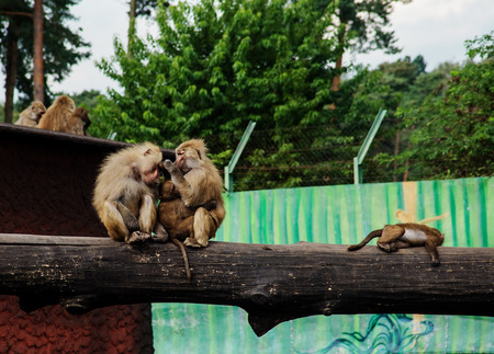 the tribe of baboons in the outdoor enclosure at the house ,the couple in the foreground,female looking for fleasの写真素材