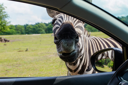 Zebra,looking in the window of the car in anticipation of food