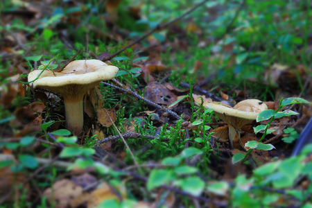 couple of Volochek hid under dry leaves on the green glade mossの写真素材