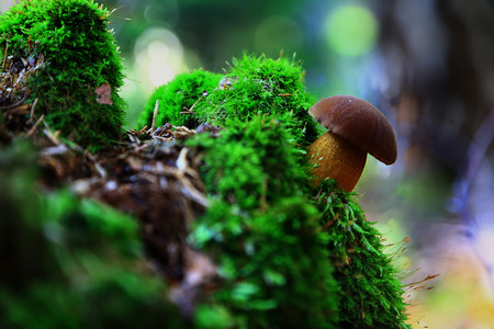 small mushroom gave birth on mossy hillock under a birch tree,close-up on a blurred backgroundの写真素材