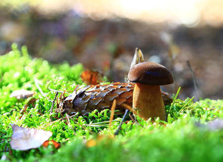 small boletus and a large lump on the moss surface in forest on a Sunny dayの写真素材