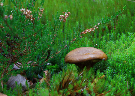 wet a small fungus hid in the thickets mossの写真素材