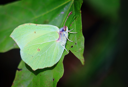 little butterfly with the unusual color of the wings and the color of the leaves of the tree,a good disguiseの写真素材