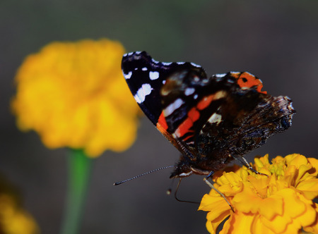 orange butterfly with black and white pattern sits on the edge of marigoldsの写真素材