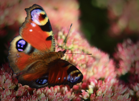 colorful butterfly sat on a bed of Rhodiola rosea on a Sunny dayの写真素材