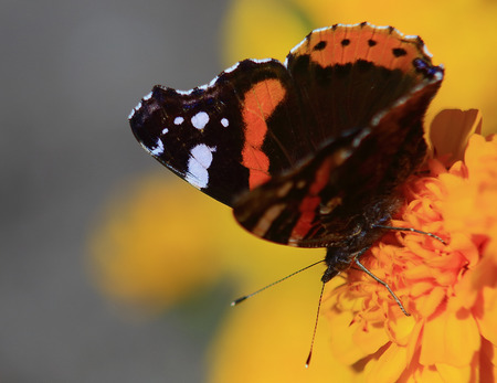 black-orange butterfly on a Sunny flower collecting nectar,natural backgroundの写真素材