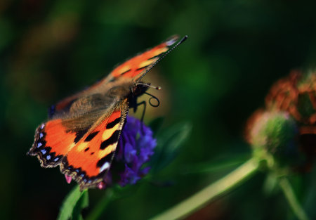 big and furry butterfly sitting on a pink flower in the garden,collects nectar on a green backgroundの写真素材