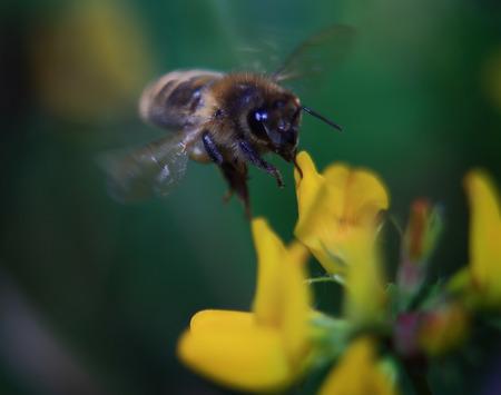 honey bee flying over the bushes with yellow flowersの写真素材