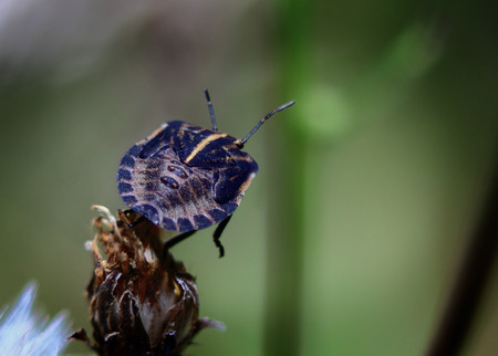 black bug with a unusual pattern on the back is sitting on a dry Bud in the gardenの写真素材