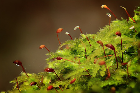 blooming fluffy moss in macro photography of water droplets on fibersの写真素材