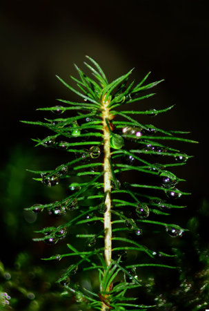 closeup of large droplets on the fresh sprig of pine needles on a dark backgroundの写真素材