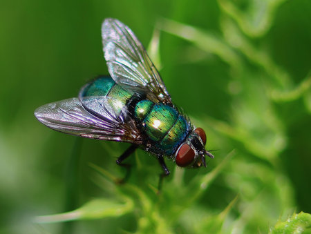 macro shooting,brilliant green fly on a natural green background,extraordinary photo