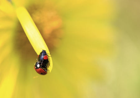 On the edge.On the edge of a petal of a yellow camomile.の写真素材