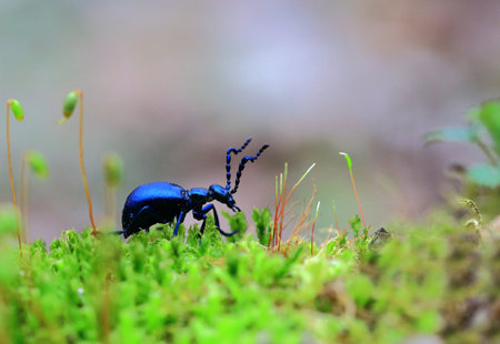 There is a bug ... Crawling black beetle with a big moustache on green moss.