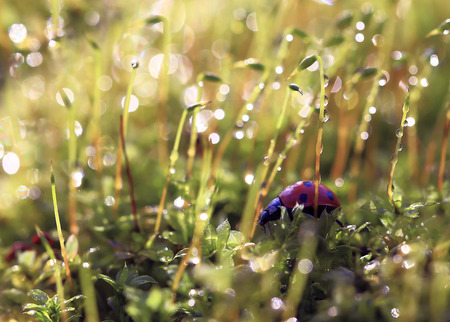 Lost in a fairy forest.Little beetle ladybug was lost in a fabulous shiny the forest.の写真素材