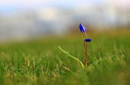 Under the blue sky.Under a blue spring sky, the green grass grows, as it were, with bowed head, blue snowdrop.の写真素材