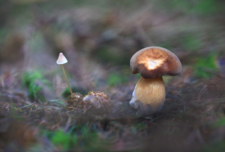 And I'm no pair. Completely different mushroom growing nearby.の写真素材