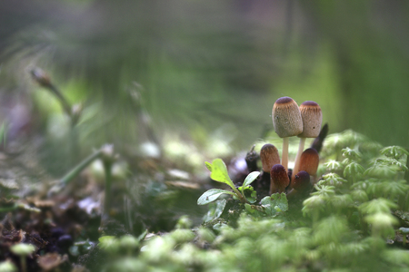 Family on walk.Family of mushrooms on walk in autumn park.の写真素材