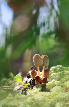 Mushroom family.The mushroom family grows on a moss hillock.