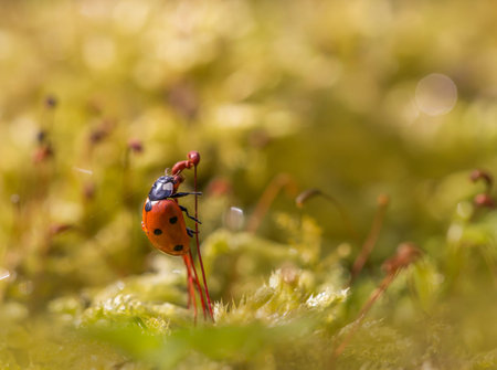 On the way to top.The ladybug creeps up a stem.の写真素材