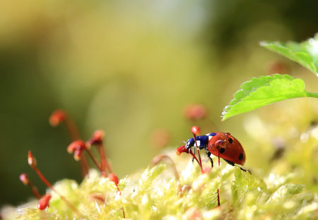 Dreamer.Rain has got to fall and the ladybug has crept out from under a leaf.の写真素材