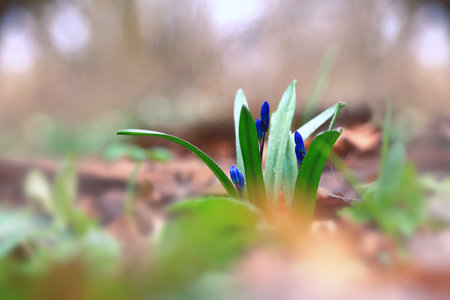 In the early spring just awakening after its winter.
