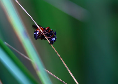 settled down for the night. Little fly settled on the bed upside down.の写真素材