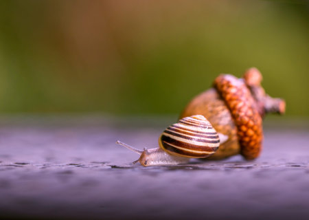 Snail and nut. The snail creeps away from a big acorn.