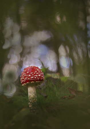 Red beautiful.Handsome fly agaric grows in the green grass.の写真素材