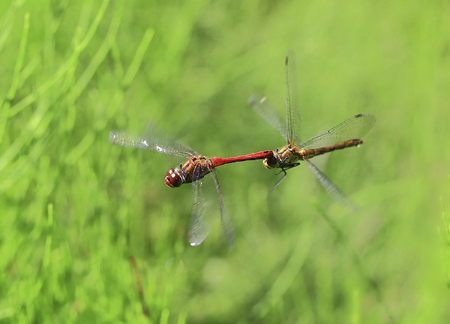 Helicopters.Two dragonflies in flight against the background of a green grass.の写真素材