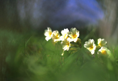 Under the sun.Small yellow flowers turned to meet the bright spring sun.