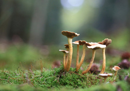 Bunch of light brown mushrooms growing on a green mossy mound.