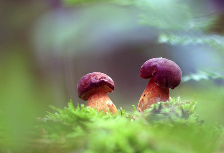 Kids in the autumn forest.A couple of little mushrooms growing on a green hill