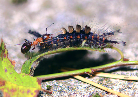 A small forest cataracts and drives it away.の写真素材