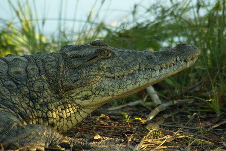 African Crocodile 1の写真素材