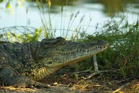 African Crocodile 2の写真素材