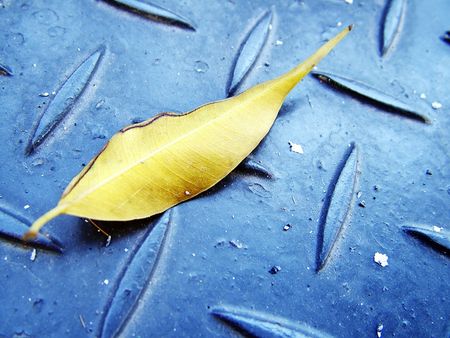 Autumn leafの写真素材