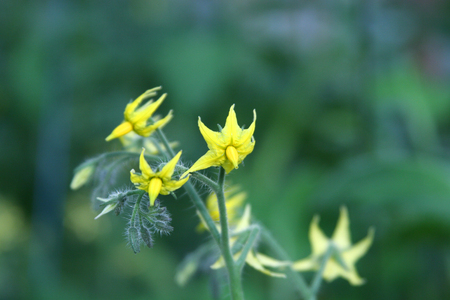 tomato flowers on green background, Blur and select focusの写真素材