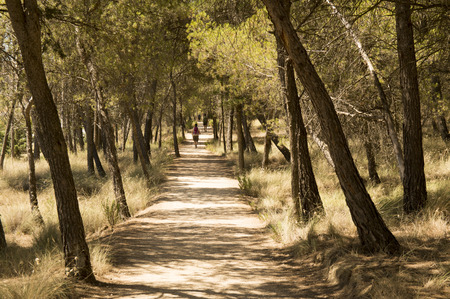 Road to Santiago from Los Arcos to LogroÃ±oの写真素材