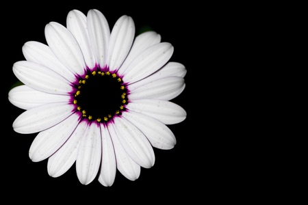Macro photograph of a white daisyの写真素材