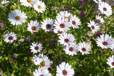 White and violet daisies in the gardenの写真素材
