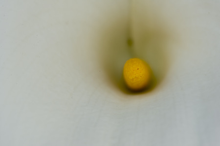 Macro photography of a white flowerの写真素材