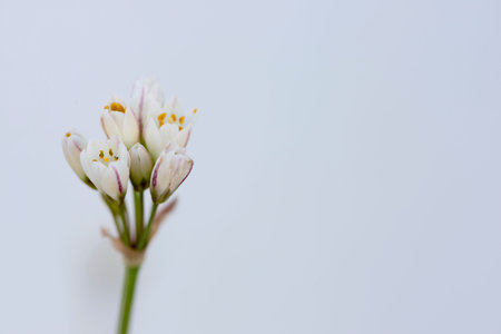 Photograph of flowers of a white color
