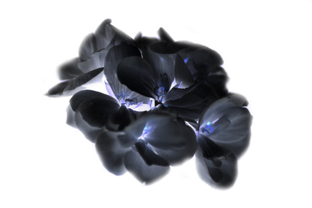 Photograph of flowers of black colorの写真素材