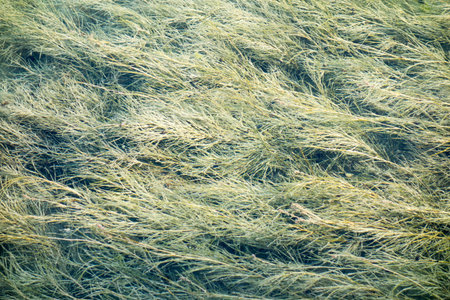 Marine background with seaweed of a green color